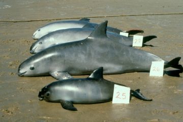 vaquita-alejandro-robles